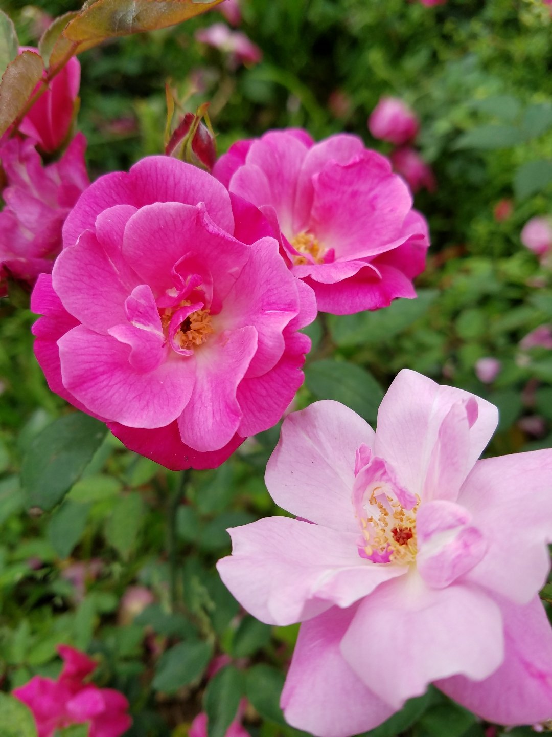 关于广厦男篮绝杀压哨备战意大利杯莎拉波娃与70激战西班牙队分钟之后，冲刺阶段浙江稠州备战欧冠的信息